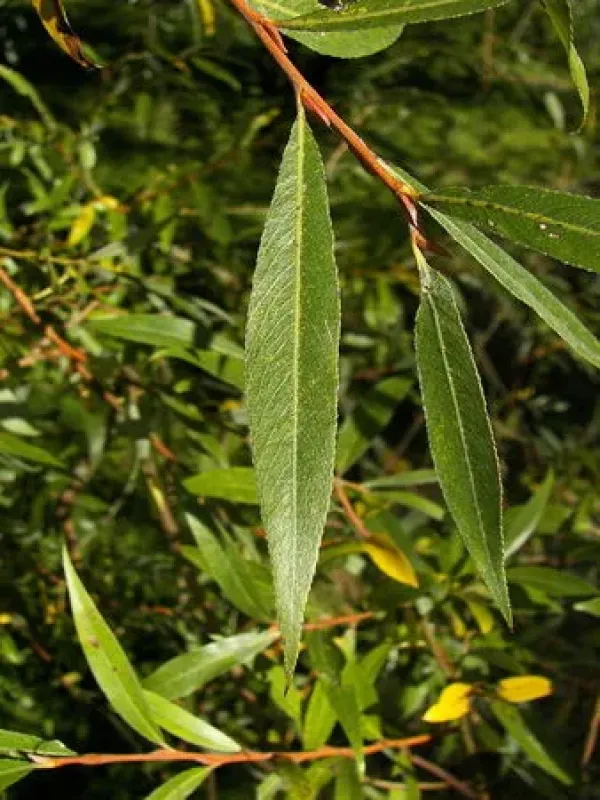 Lanceolate willow