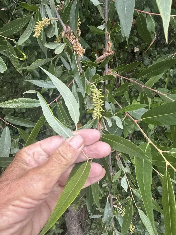 Red willow