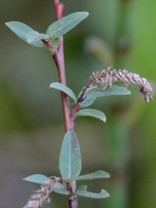 Blueberry willow