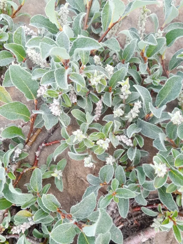 Pyrenean willow