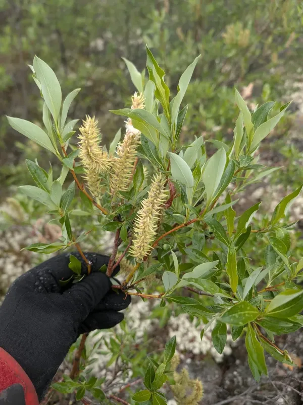 Diamondleaf willow