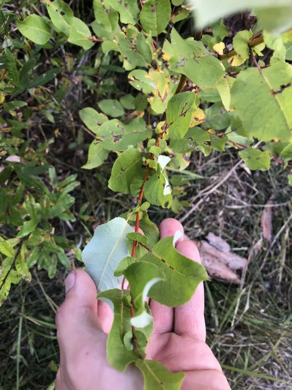 Pear-leaved willow