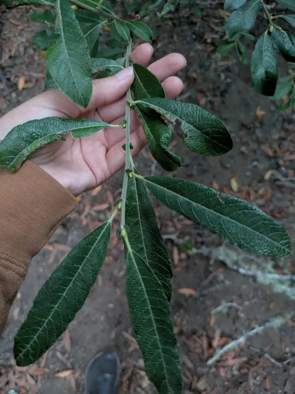 Sitka willow
