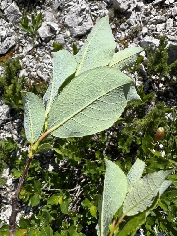 Silesian willow