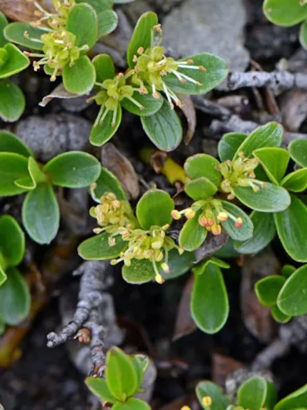 Thyme-leaved willow