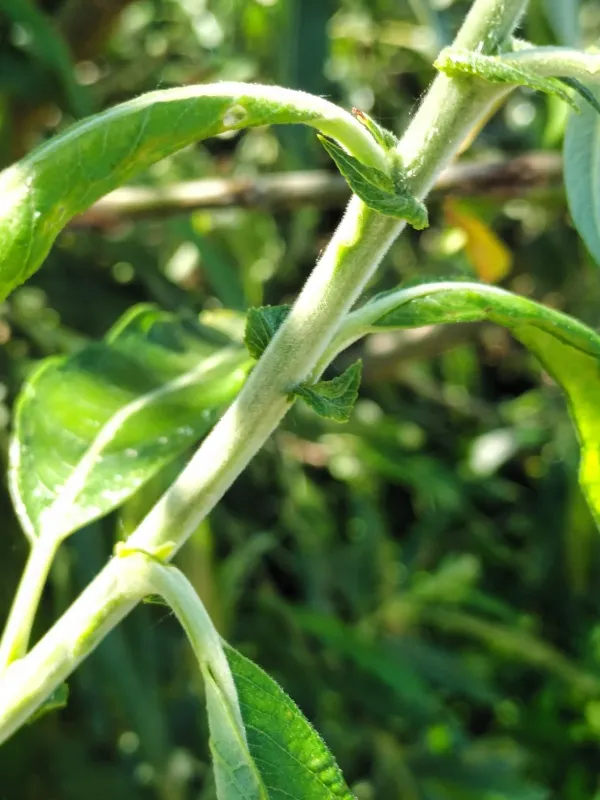 Salix stipularis