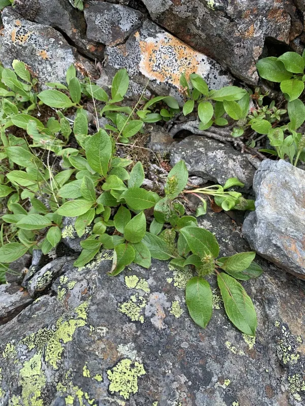 Salix nakamurana