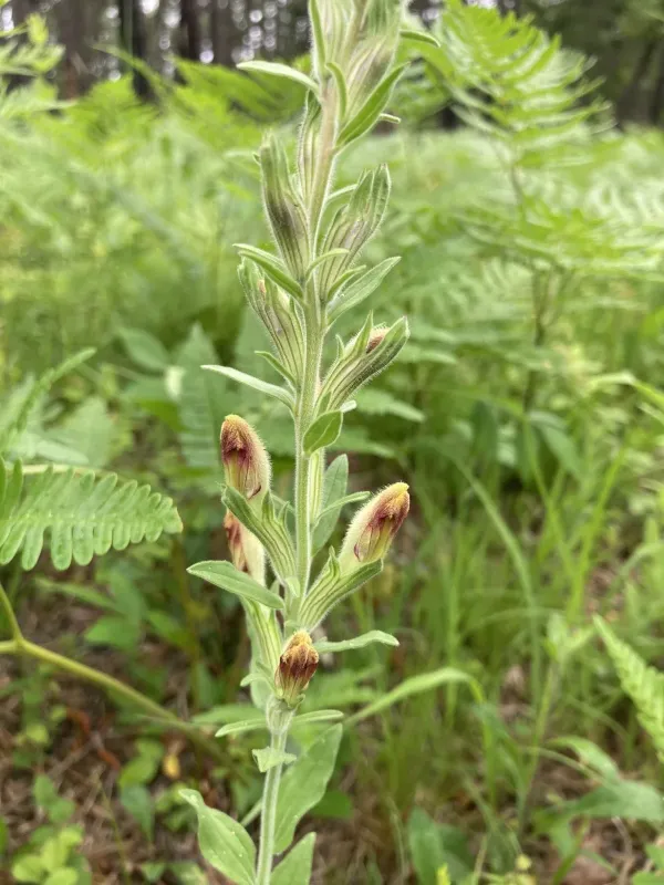 American chaffseed