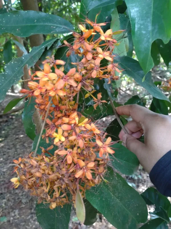 Saraca indica