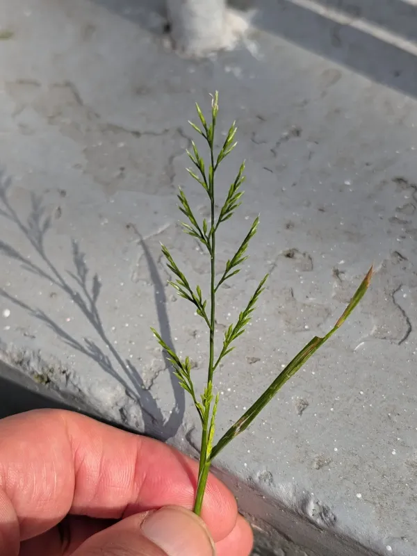 Scleropoa