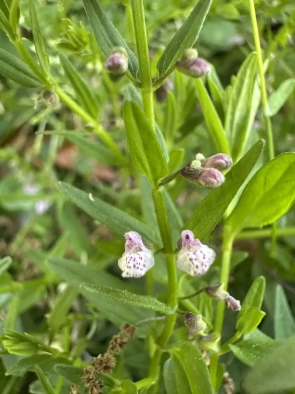 Scutellaria racemosa