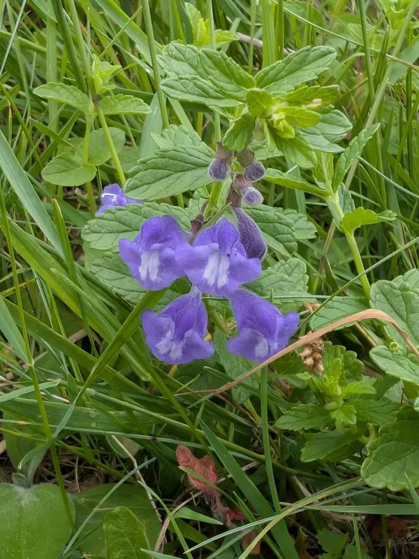 Scutellaria strigillosa