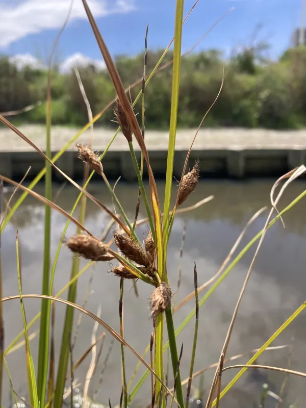 Caldwell's bulrush