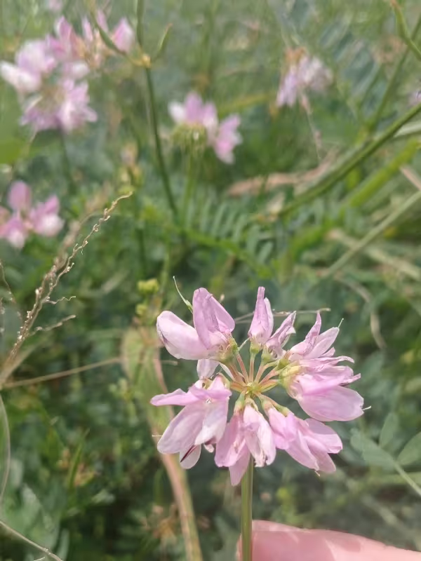 Crownvetch