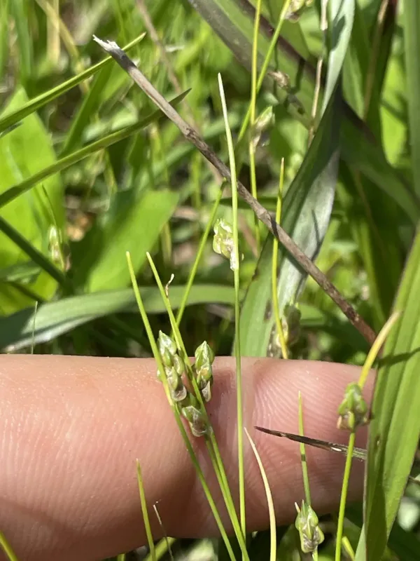 Scirpus koilolepis