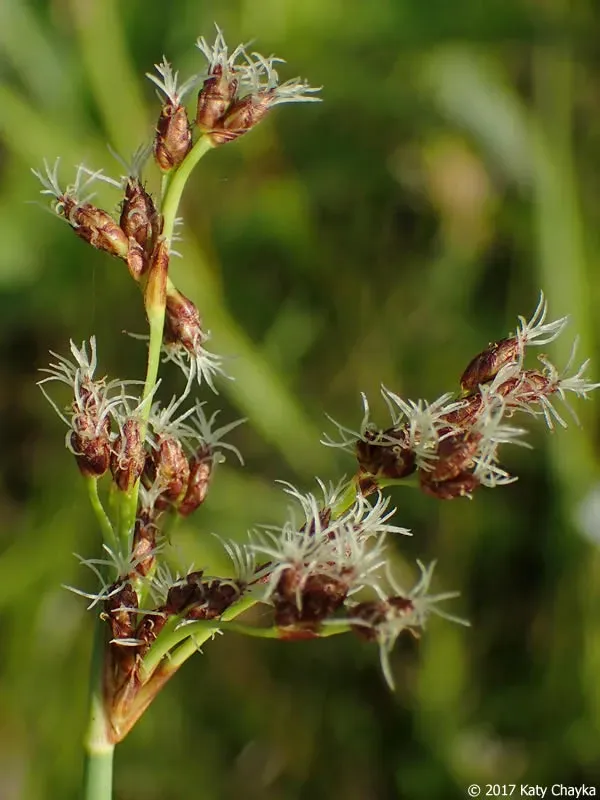 Softstem bulrush