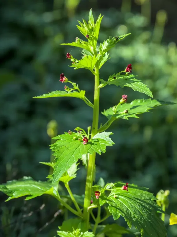 Scrophularia peregrina