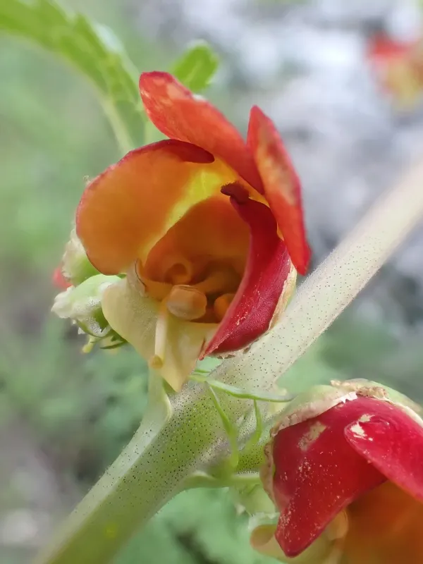Scrophularia sambucifolia