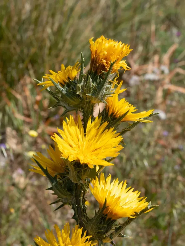 Scolymus grandiflorus