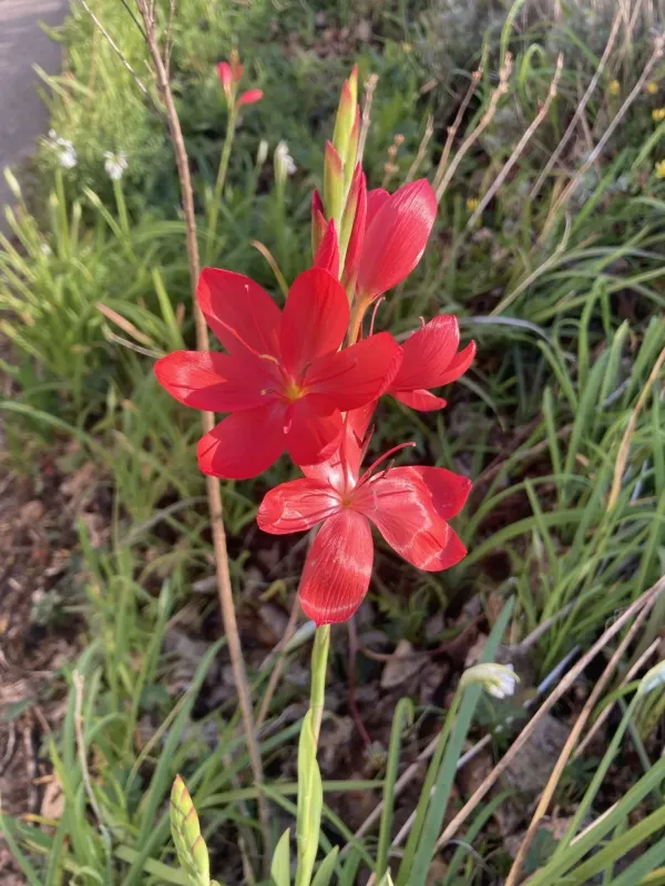 Hesperantha coccinea