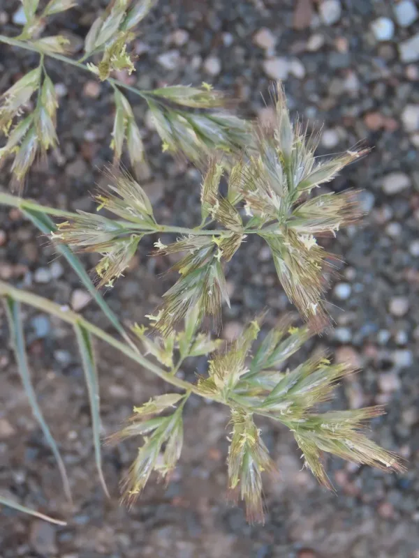 Schmidtia pappophoroides