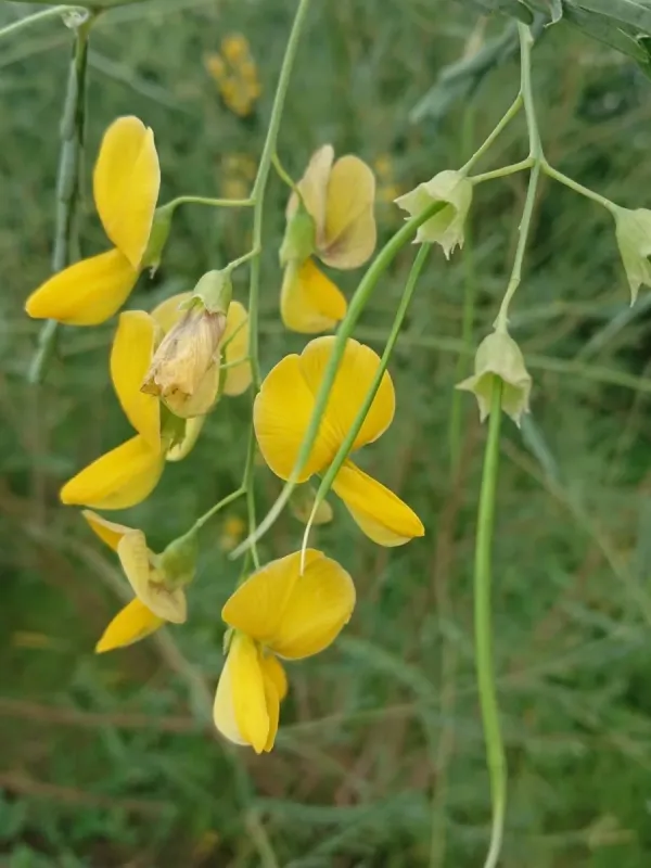 Sesbania javanica