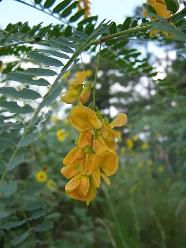 Sesbania leptocarpa