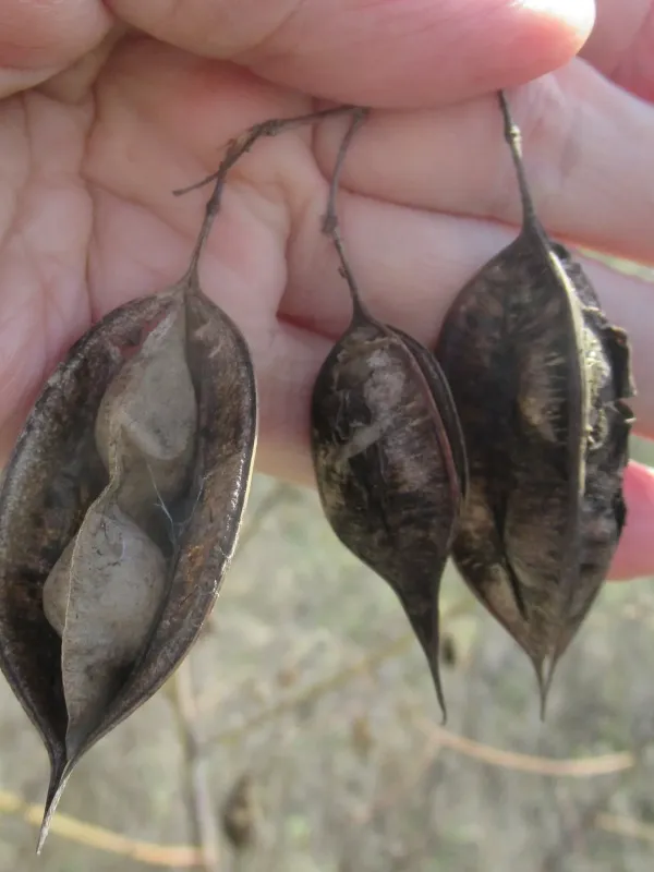 Sesbania vesicaria