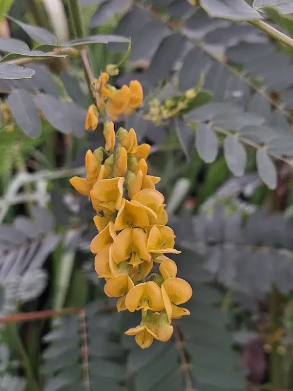 Sesbania virgata