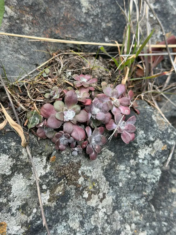 Broadleaf stonecrop