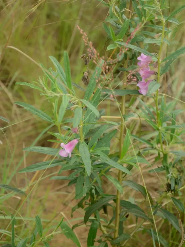 Narrowleaf sesame