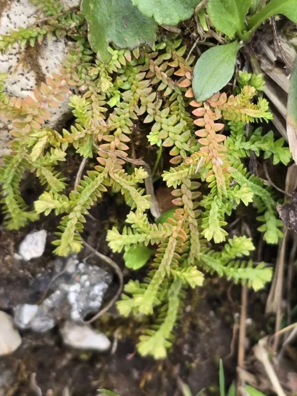 Swiss clubmoss