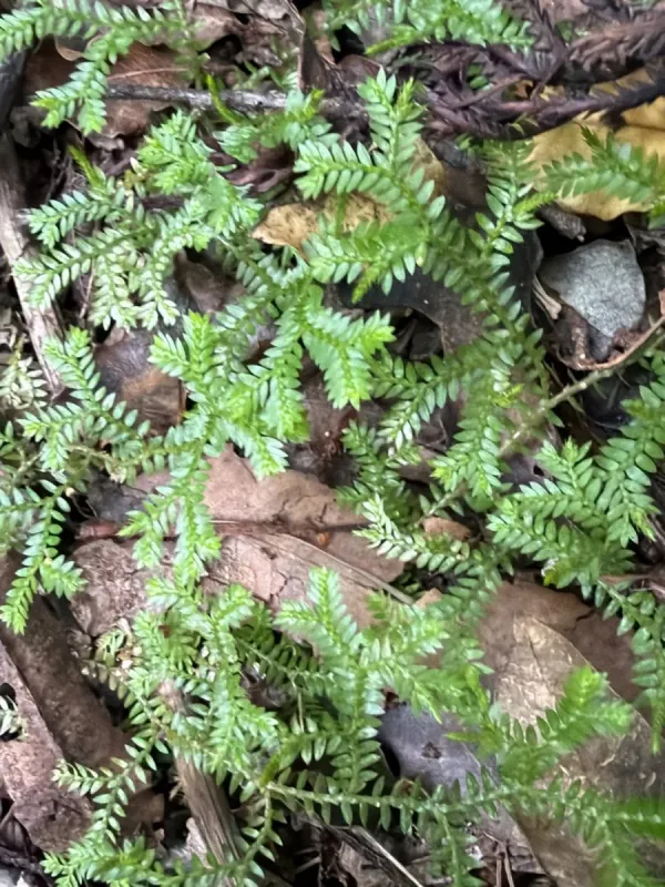 Selaginella kraussiana