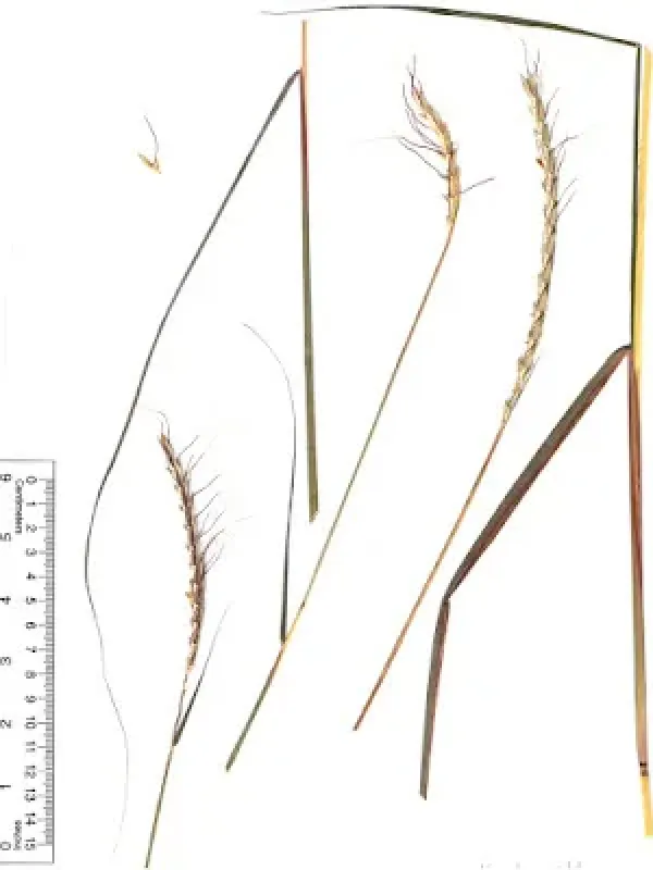 Sehima nervosum