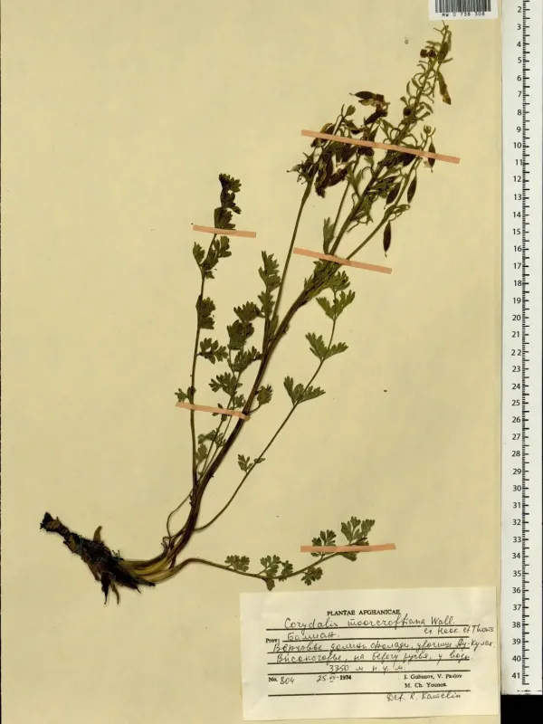 Moorcroft's Corydalis
