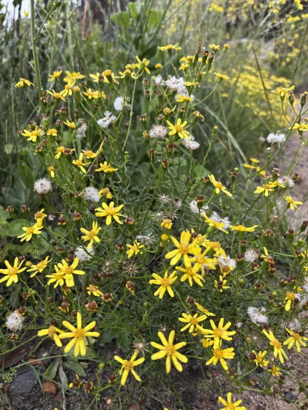 Burchell's ragwort