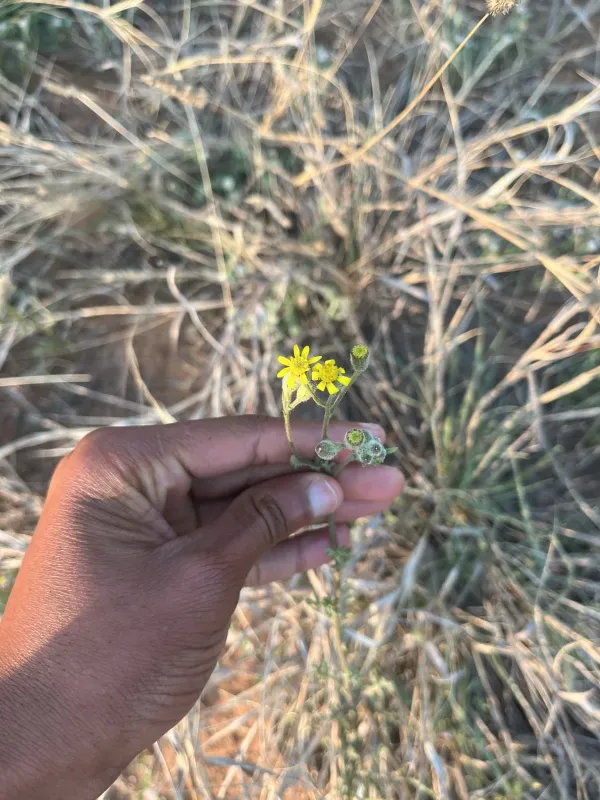 Senecio consanguineus