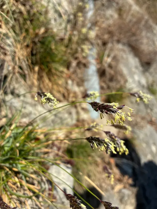 Blue moor grass