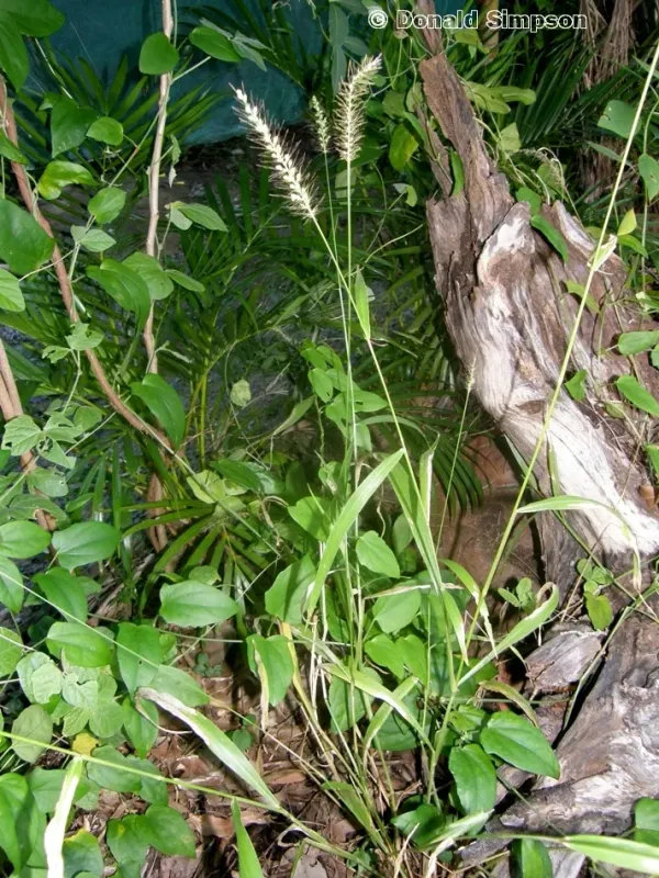 Australian bristlegrass