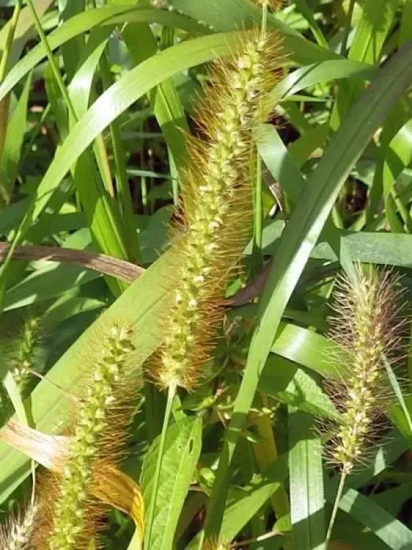 Ctt-tail millet