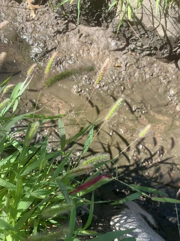 Green foxtail