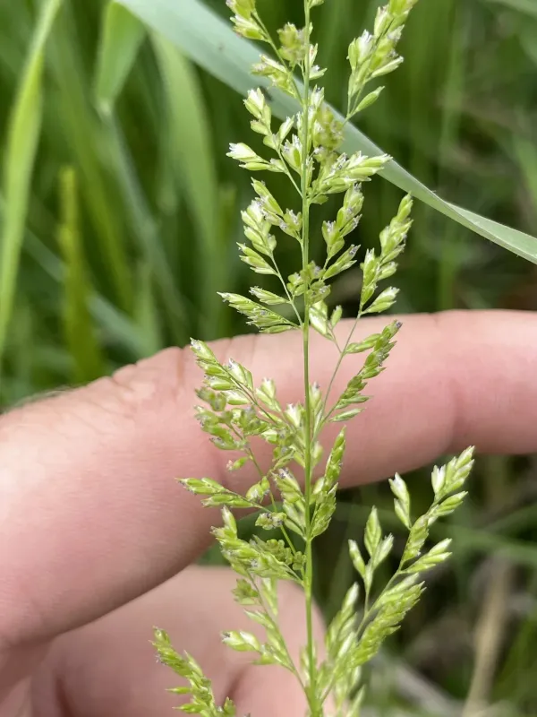 Sphenopholis obtusata