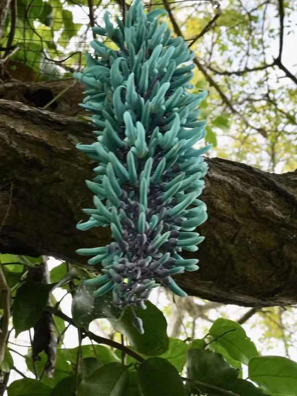Jade vine