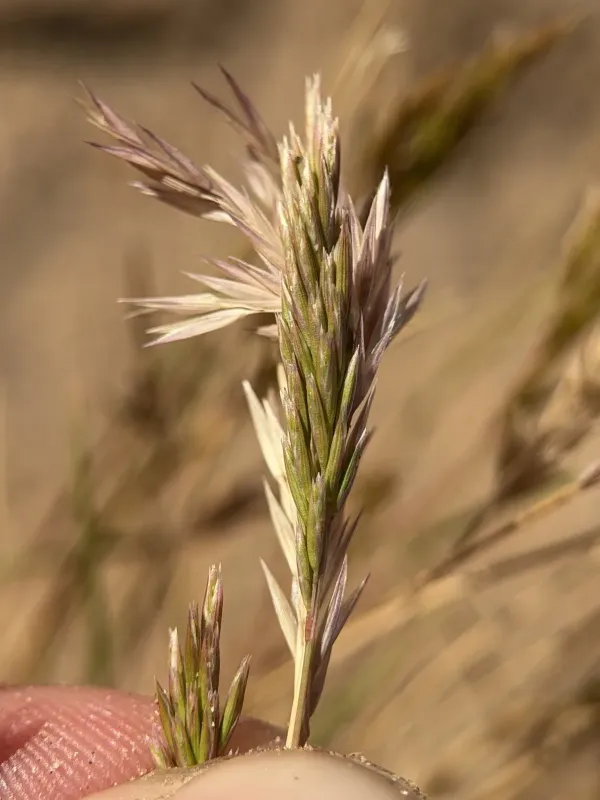 Schismus arabicus