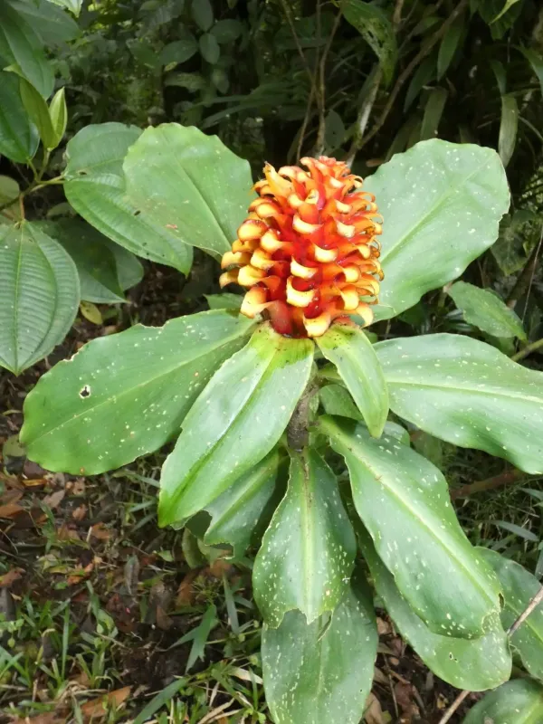 Costus curvibracteatus