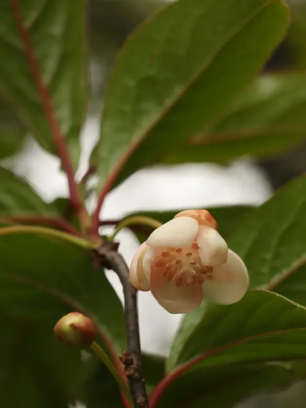 Schisandra grandiflora