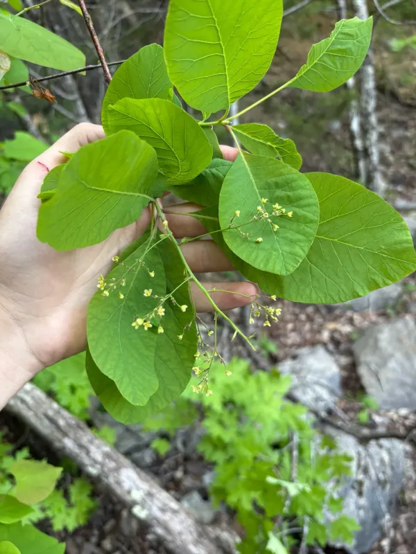 American smoketree