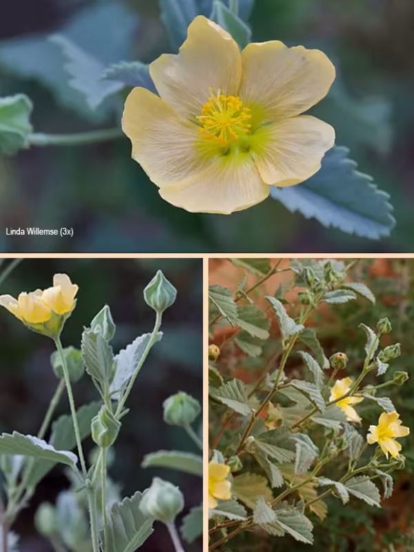 Sida chrysantha