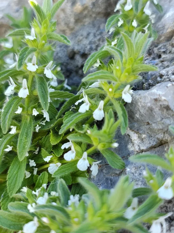 Sideritis romana