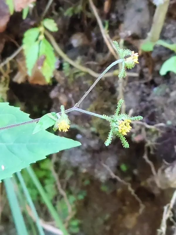 Sigesbeckia glabrescens